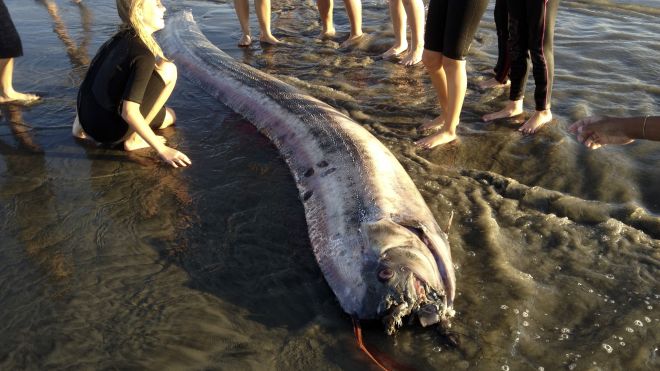 New 14-foot 'sea serpent' found in Southern California